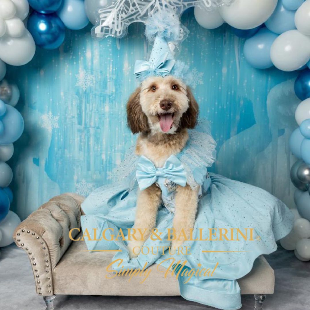 Puppy Princess Costume Gift Set