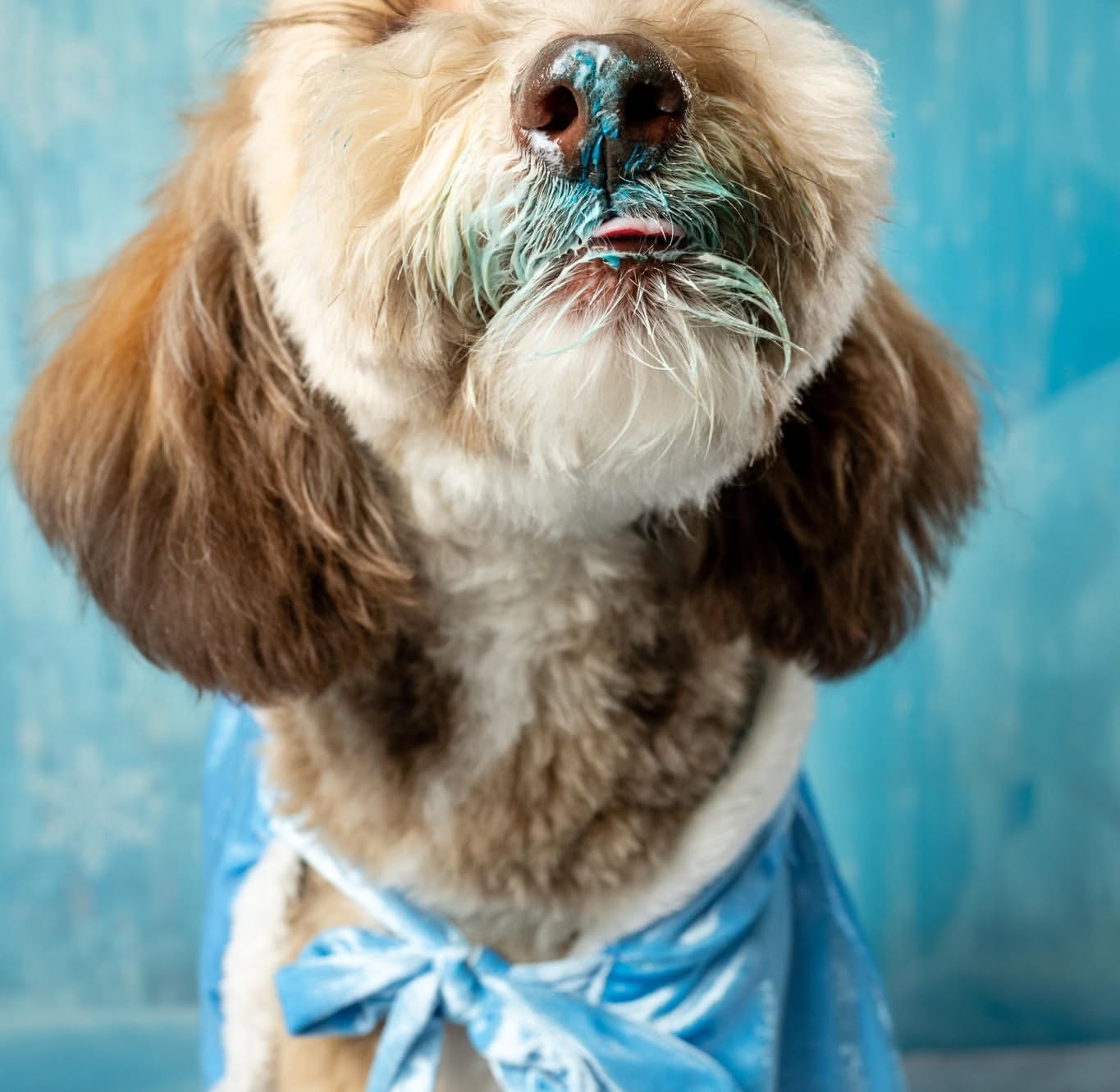 Princess Puppy Outfit